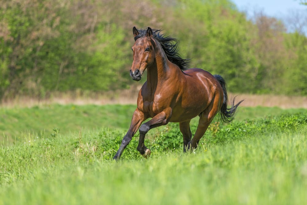 A white veterinary clinic with a steep black roof and cupola, surrounded by greenery and a circular driveway in Creswell - Creswell Veterinary Clinic