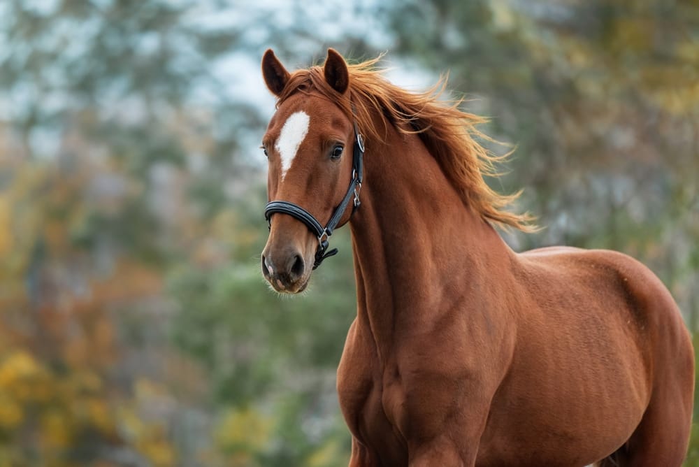 A white veterinary clinic with a steep black roof and cupola, surrounded by greenery and a circular driveway in Creswell - Creswell Veterinary Clinic A brown horse - Veterinarian Eugene