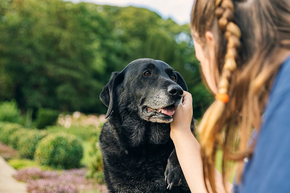 Woman petting senior black dog