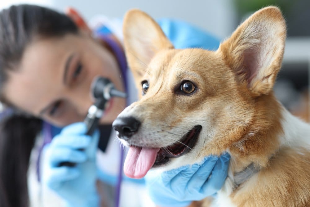 female vet checking a Corgi dog