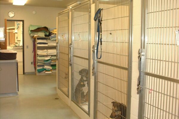 dog kennels dog kennels